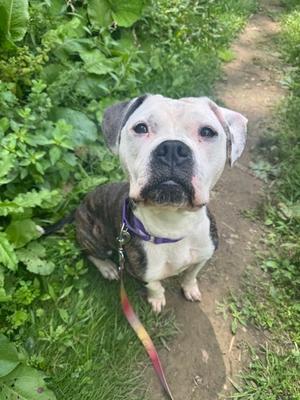 Lima, Bulldog Mix, adult, available for adoption