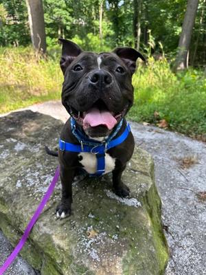 Auntie Flo, Bully American  - Standard Mix, adult, available for adoption