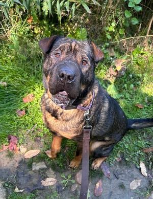 Chani, Chinese Sharpei Mix, adult, available for adoption