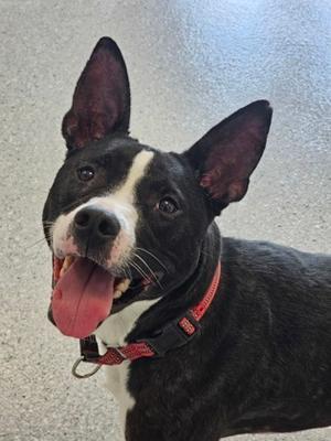 Gaia, Terrier Mix, adult, available for adoption