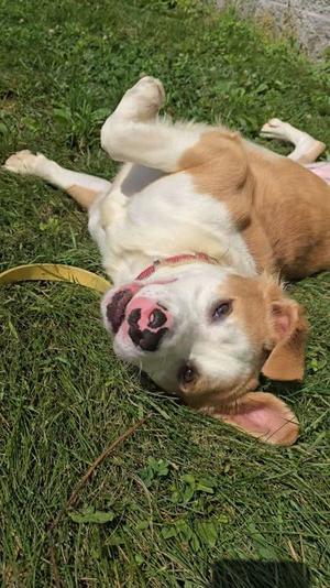 Chubs, Mixed Breed, adult, available for adoption