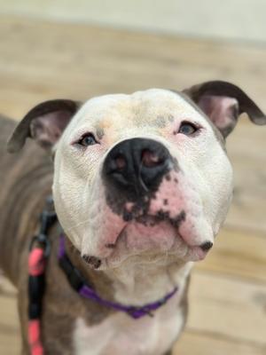 A close-up of a pit bull dog with a white face and brown body, wearing a purple collar with a red leash, looking up with a slightly tilted head.