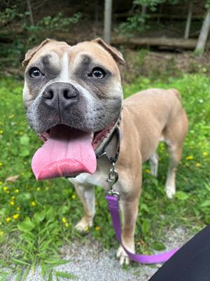 Dairy Queen, Mixed Breed, adult, available for adoption