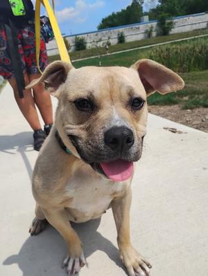 Honey Bee, American Staffordshire Terrier Mix, young, available for adoption
