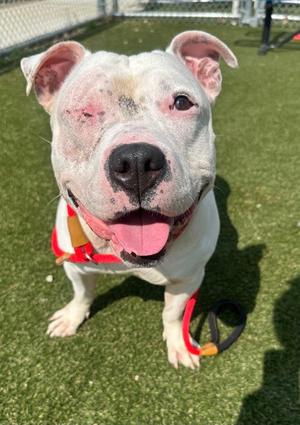 DeWalt, Mixed Breed, adult, available for adoption