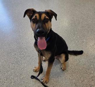 A black and tan dog with a pink tongue sticking out, sitting on a concrete floor.