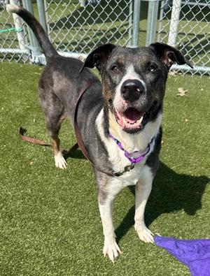 Blue, Great Dane and Pit Bull Terrier, adult, available for adoption