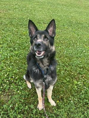 Carson - Special Needs, German Shepherd Dog Mix, adult, available for adoption