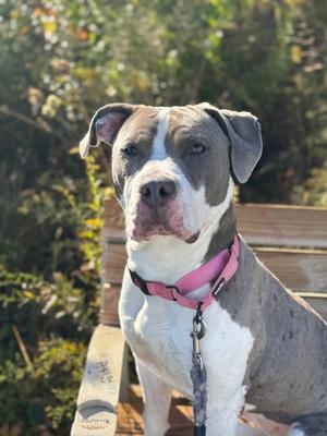 A pitbull dog with grey and white fur, wearing a pink collar, sits on a wooden bench outdoors.