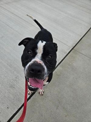 A black and white dog with a red leash, looking up at the camera with its tongue out.