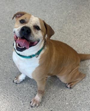 Frederick, Bulldog Mix, adult, available for adoption