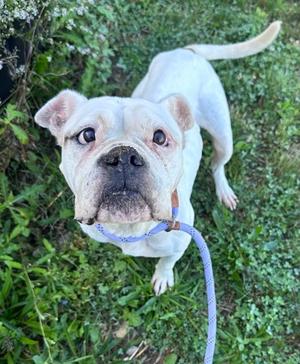 Horchata, Boxer Mix, adult, available for adoption