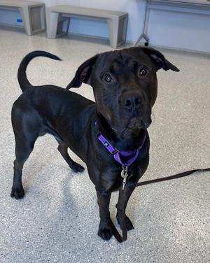 Corona, Pit Bull Terrier Mix, adult, available for adoption