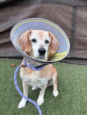 A dog wearing a cone and a leash, sitting on grass.