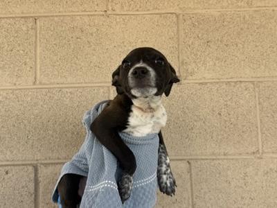 A black and white dog wrapped in a blue towel, standing against a beige brick wall.