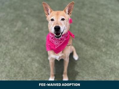 Teagan, Basenji and Australian Kelpie, senior, available for adoption