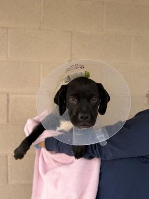 Harp, Boxer Mix, puppy, available for adoption