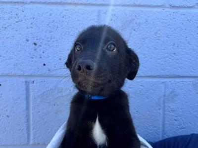 Farmer, German Shepherd Dog Mix, puppy, available for adoption