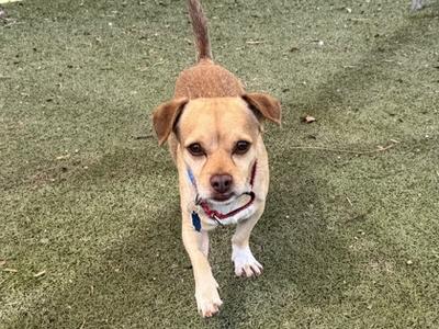 A small brown and white dog with floppy ears and a short tail is walking on a green artificial turf surface. The dog is wearing a red and blue collar with a tag.