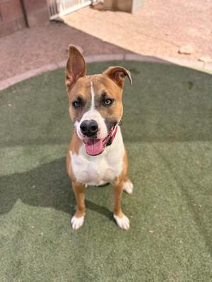 A brown and white dog with a black nose and a pink tongue sticking out, standing on a green artificial turf surface.