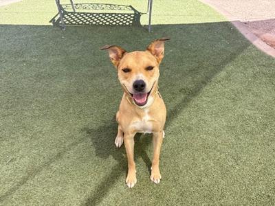 A happy brown dog sitting on green artificial grass with a black metal structure in the background.