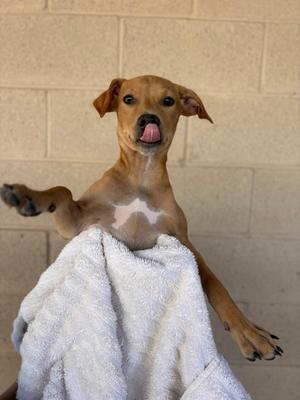 A small brown puppy with a white patch on its chest is sitting on a white towel, sticking its tongue out. The background is a light-colored brick wall.