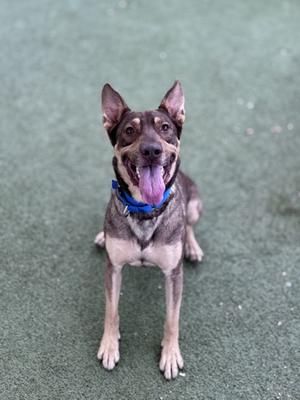 a brown and black dog with a blue collar sitting on a green surface