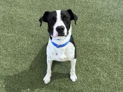 A black and white dog with a blue collar sitting on green artificial turf.