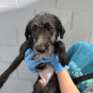 Gaz, Poodle - Standard and Labrador Retriever, puppy, available for adoption