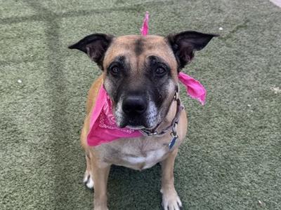 A dog wearing a pink bandana, sitting on a green artificial turf.