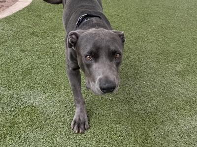 A gray dog standing on artificial grass, looking directly at the camera.