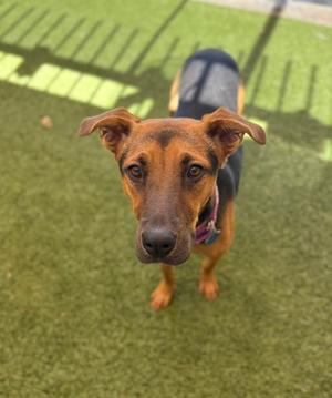 A brown dog with floppy ears standing on green artificial grass, looking up at the camera.