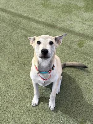 a light-colored dog with a red collar sitting on a green surface