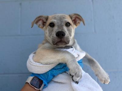 A light-colored puppy with floppy ears is being held in a person's arms, wrapped in a white towel. The puppy is wearing a blue medical glove on one of its paws. The background is a light blue wall.