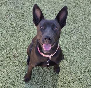A black dog with a pink collar sitting on a green artificial turf.