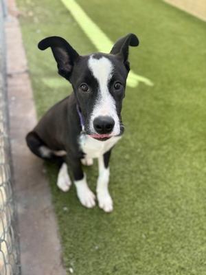 Cyber, Alaskan Husky and German Shepherd Dog, puppy, available for adoption