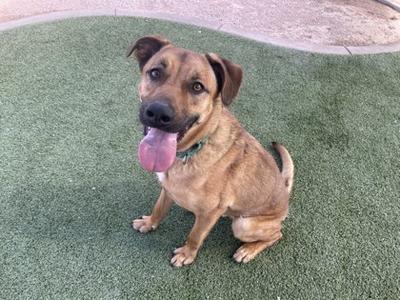 A brown dog with a black nose and floppy ears sitting on green artificial turf, with its tongue out and wearing a green collar.