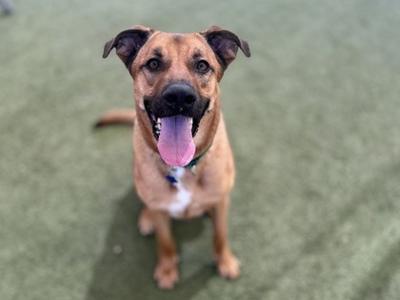 A happy brown dog with a black muzzle and floppy ears, sitting on a green surface, its tongue out and looking up.