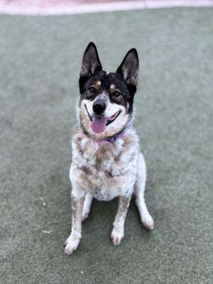 a black and white dog with a pink collar sitting on a green surface