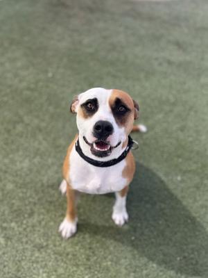 A brown and white dog with a black collar standing on a green artificial turf surface.