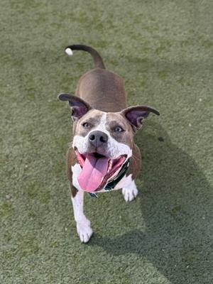 A brown and white dog with its tongue out, standing on a green artificial turf surface.