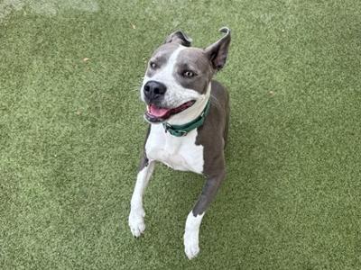 A happy dog with a white and gray coat, wearing a green collar, sitting on artificial grass and looking up with its mouth open.