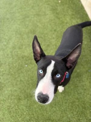 A black and white dog with blue eyes standing on green artificial grass.