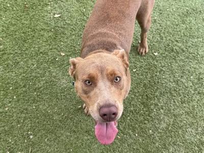 A brown dog with a pink tongue sticking out, standing on green artificial grass.