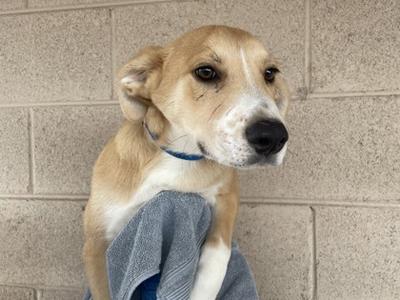 A light brown and white dog with a blue collar, sitting against a beige brick wall, wrapped in a gray towel.