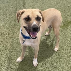 A light brown dog with a blue collar standing on a green artificial turf surface.