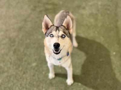 A husky dog with striking blue eyes looks up at the camera.