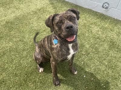 A brindle and white dog with a blue tag on its collar sitting on green artificial grass.