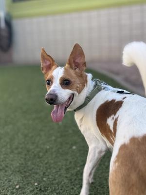A happy brown and white dog with perked ears and a pink tongue, standing on green artificial grass.