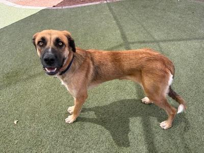 A brown dog standing on a green artificial turf surface.
